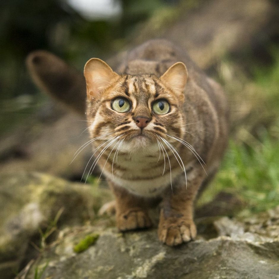 Сирийский кот