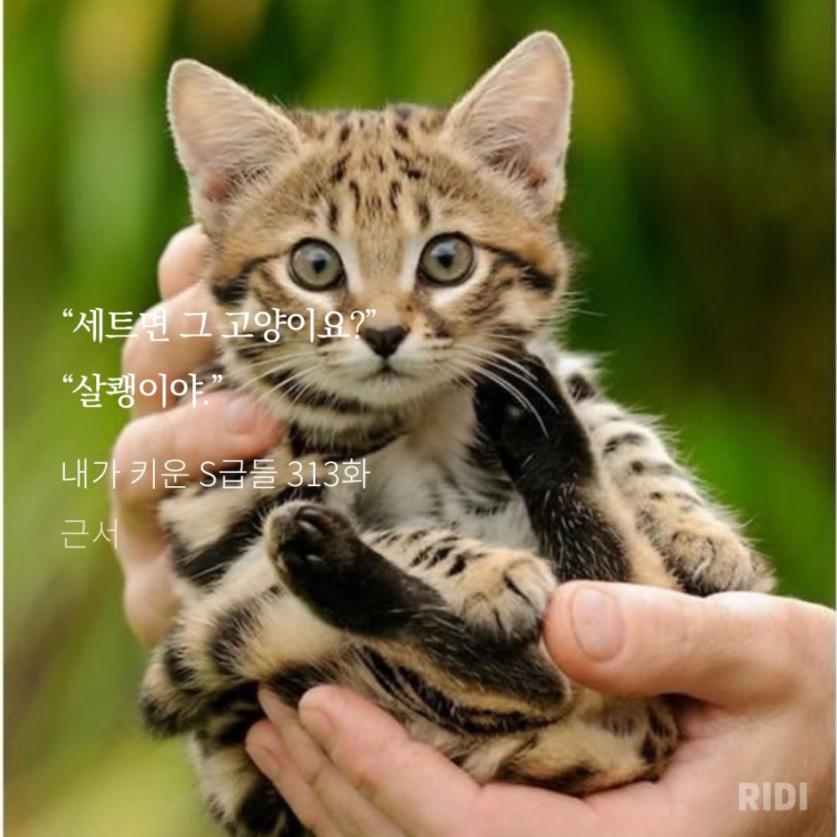 Рыжая пятнистая кошка Prionailurus rubiginosus