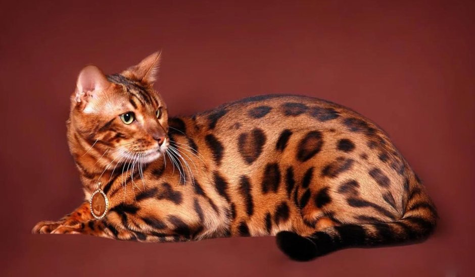 Prionailurus rubiginosus самая маленькая