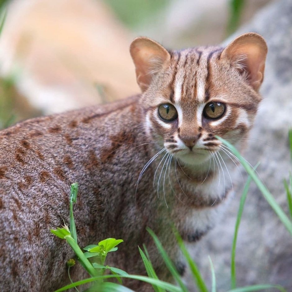 Ржавая кошка