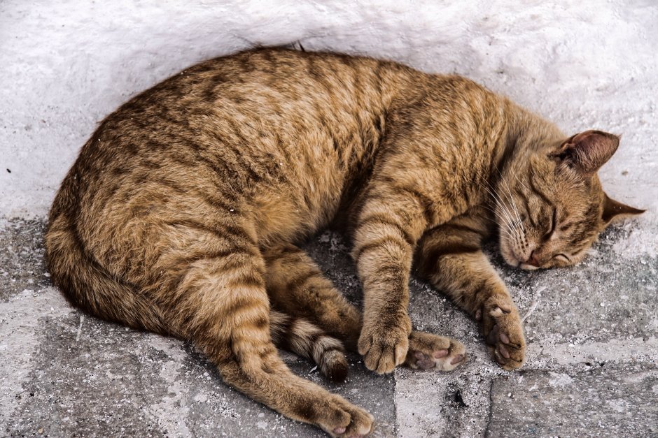 Самая маленькая Дикая кошка