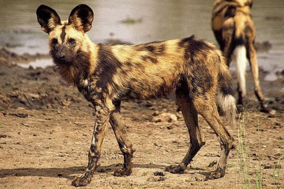 Lycaon pictus