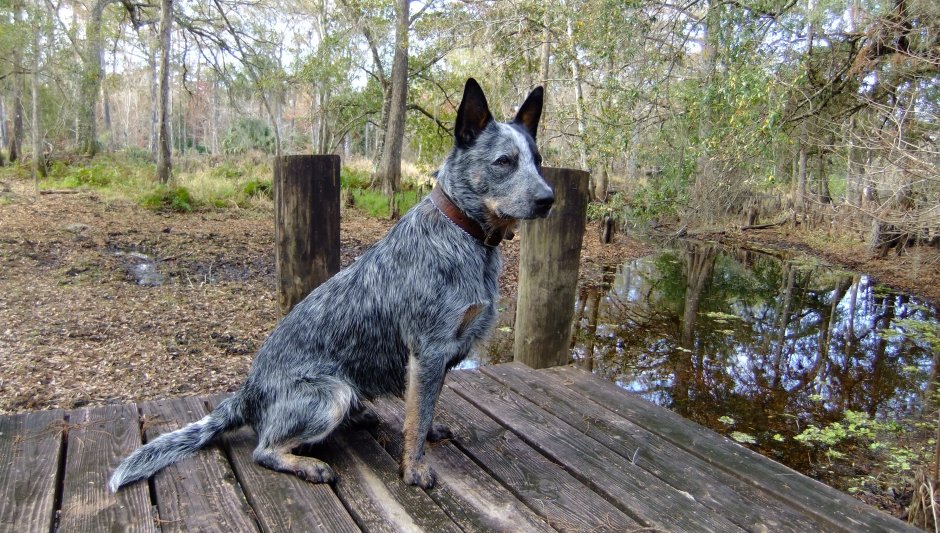 Австралийская короткохвостая пастушья собака / Australian Stumpy Tail Cattle Dog