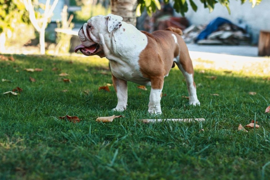Собаки породы американский бульдог