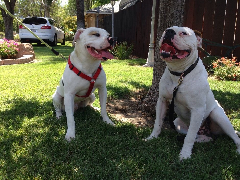 Американский бульдог выставка