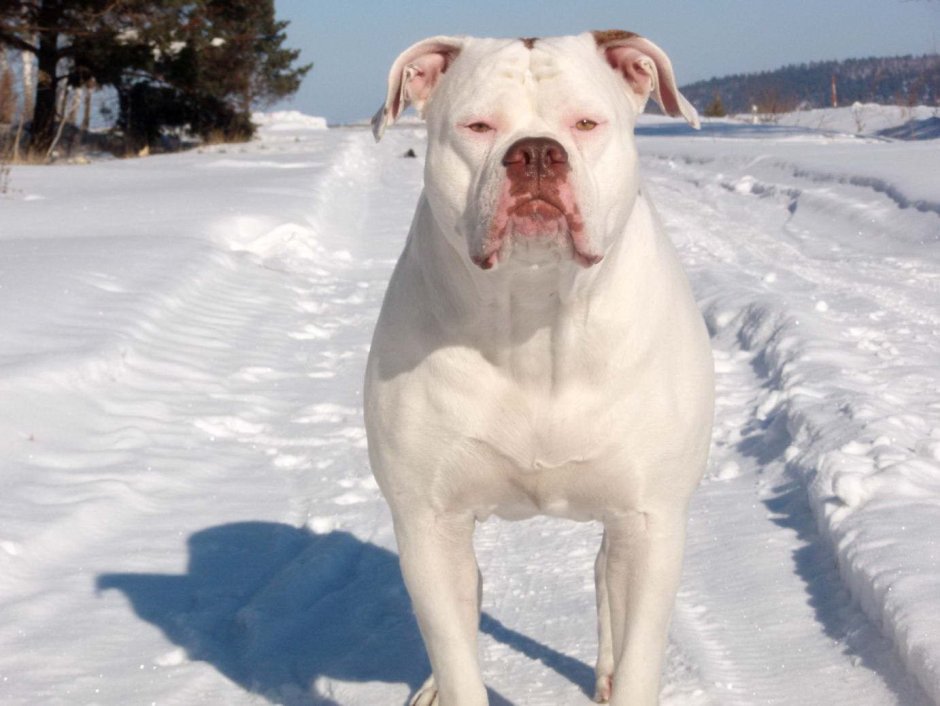 Американский бульдог амбуль