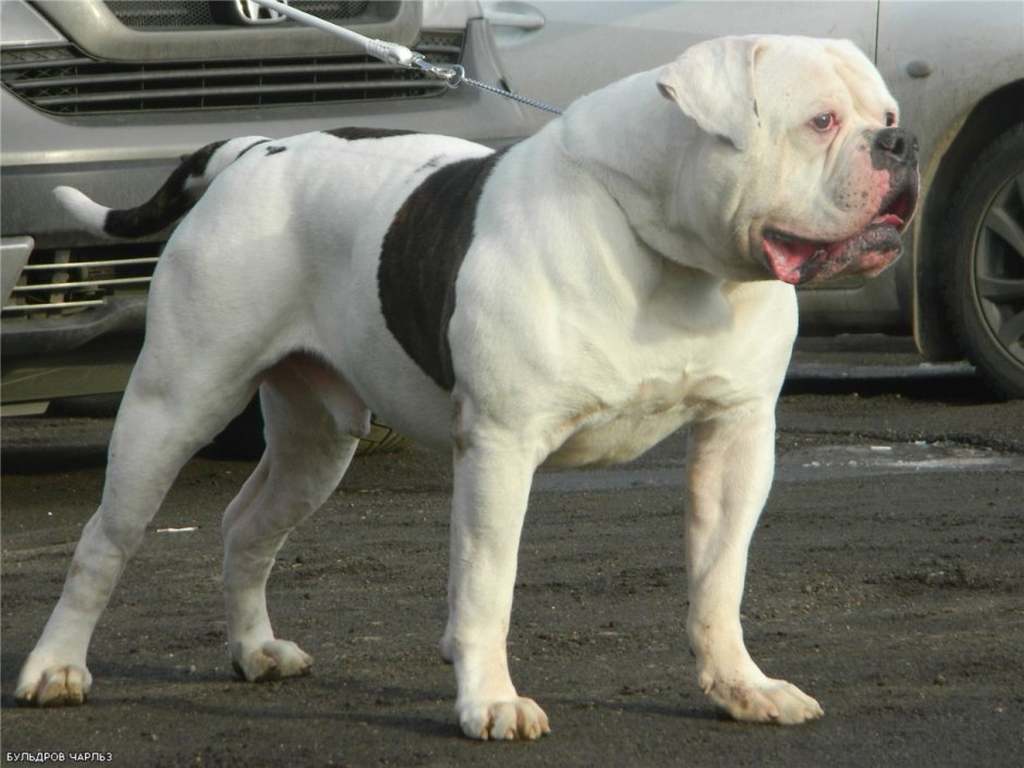 Американский бульдог Гурон