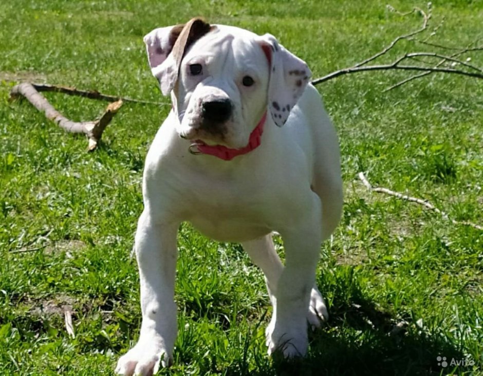 Американский бульдог Джонсона