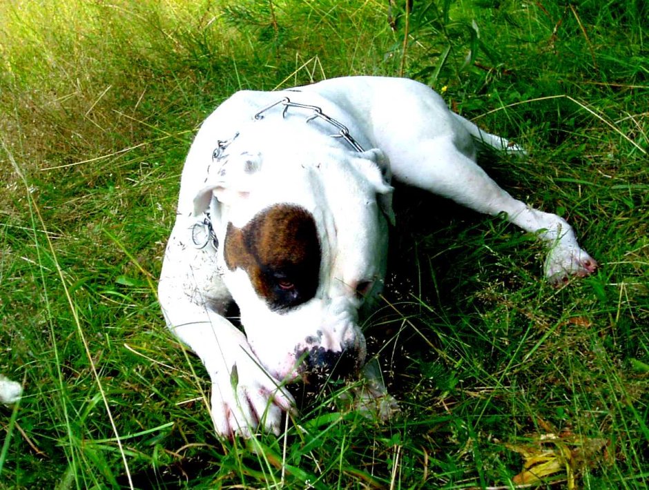 Амбульдог Скотта