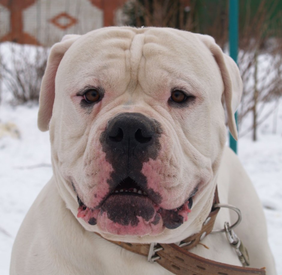 Американский бульдог рыжий