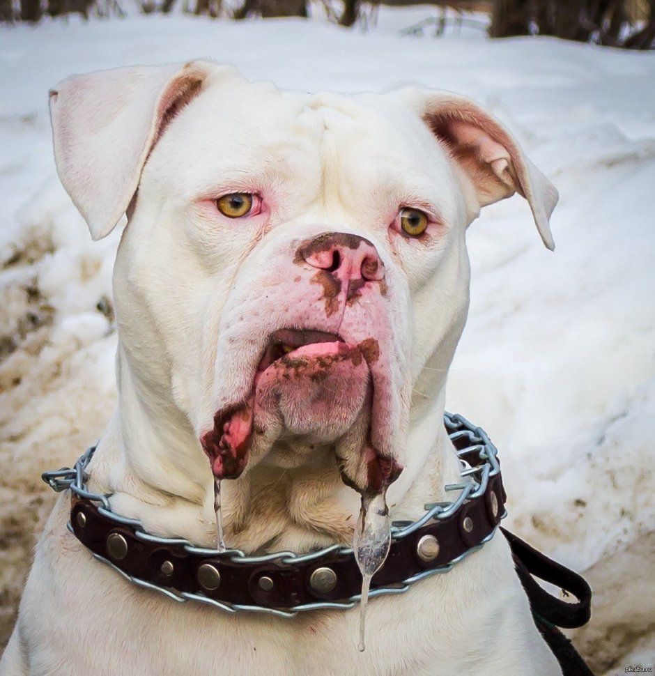 Американский бульдог 100кг