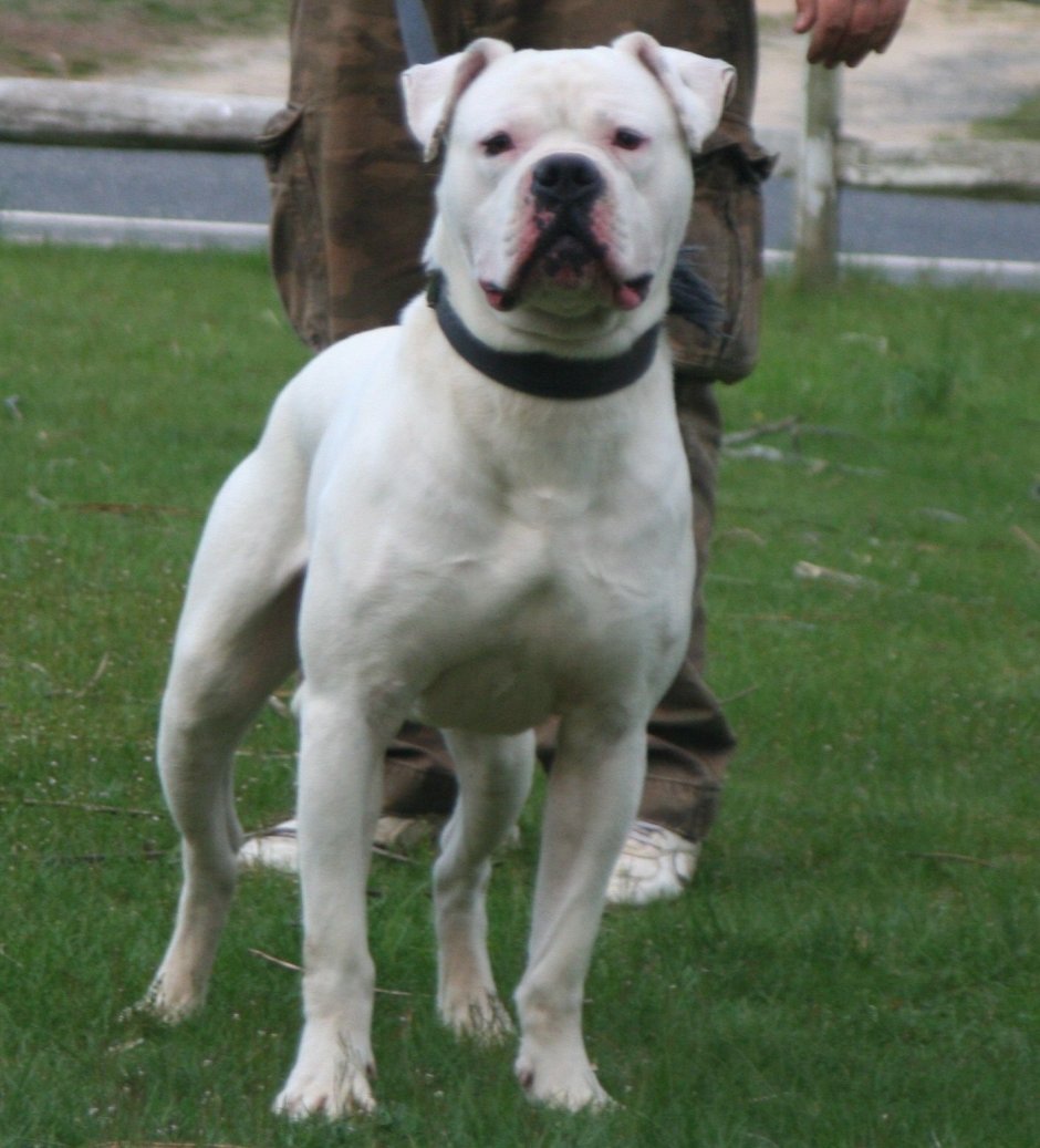 Че Гевара американский бульдог