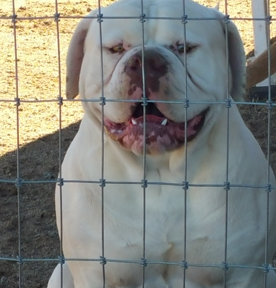 Бульдров Чарльз