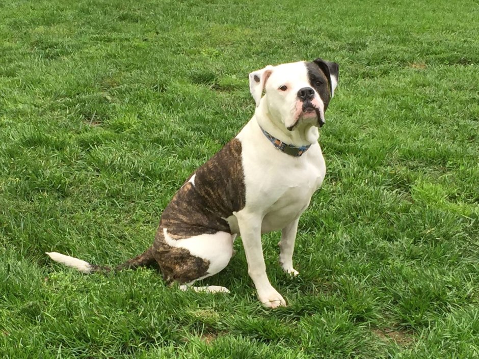 Американский и английский бульдог сравнение