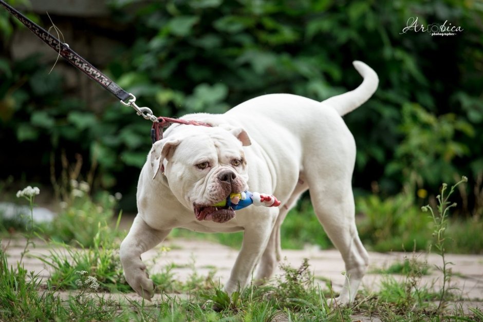Американский бульдог Джонсона