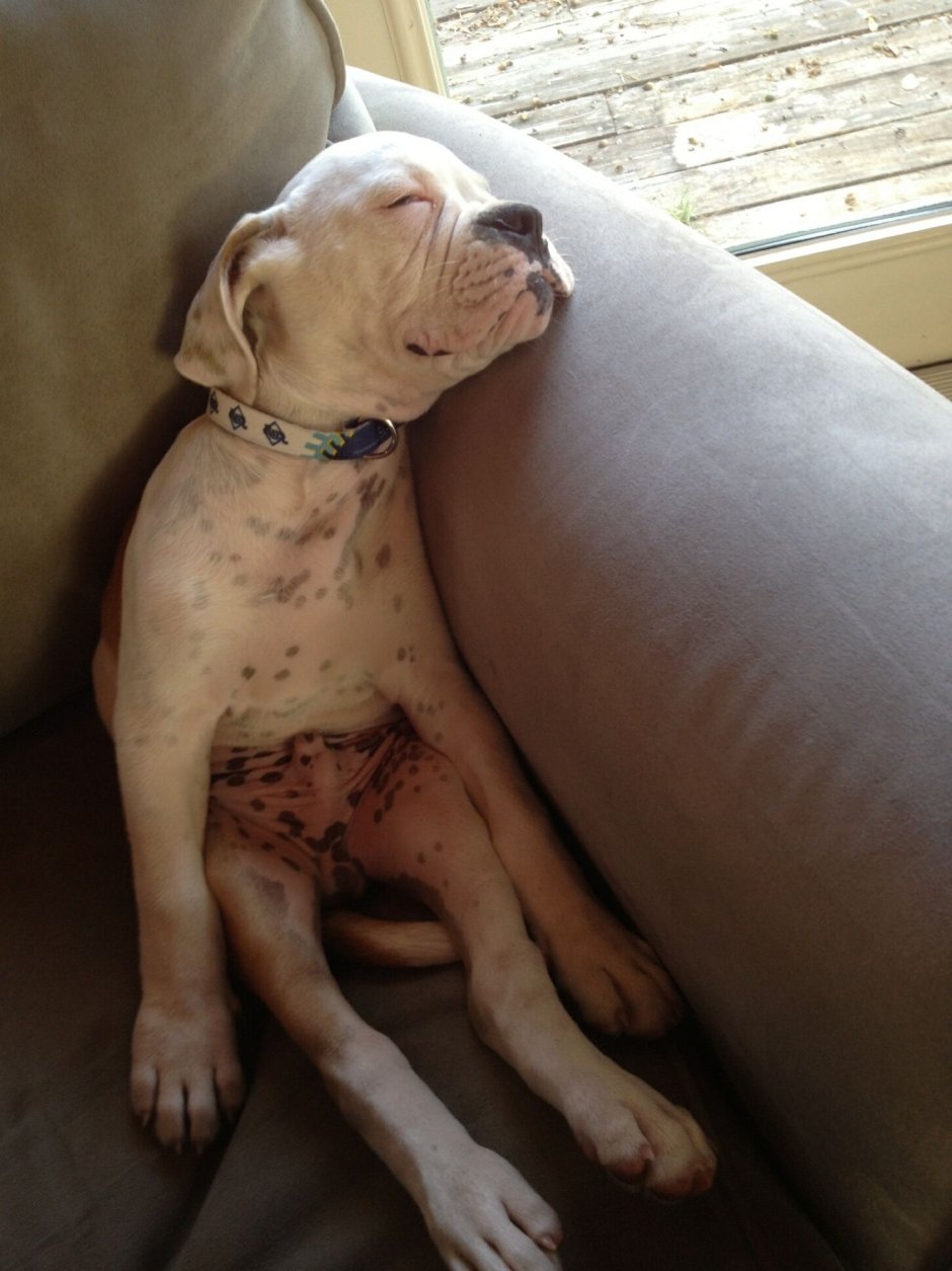 Лабрадор американский бульдог