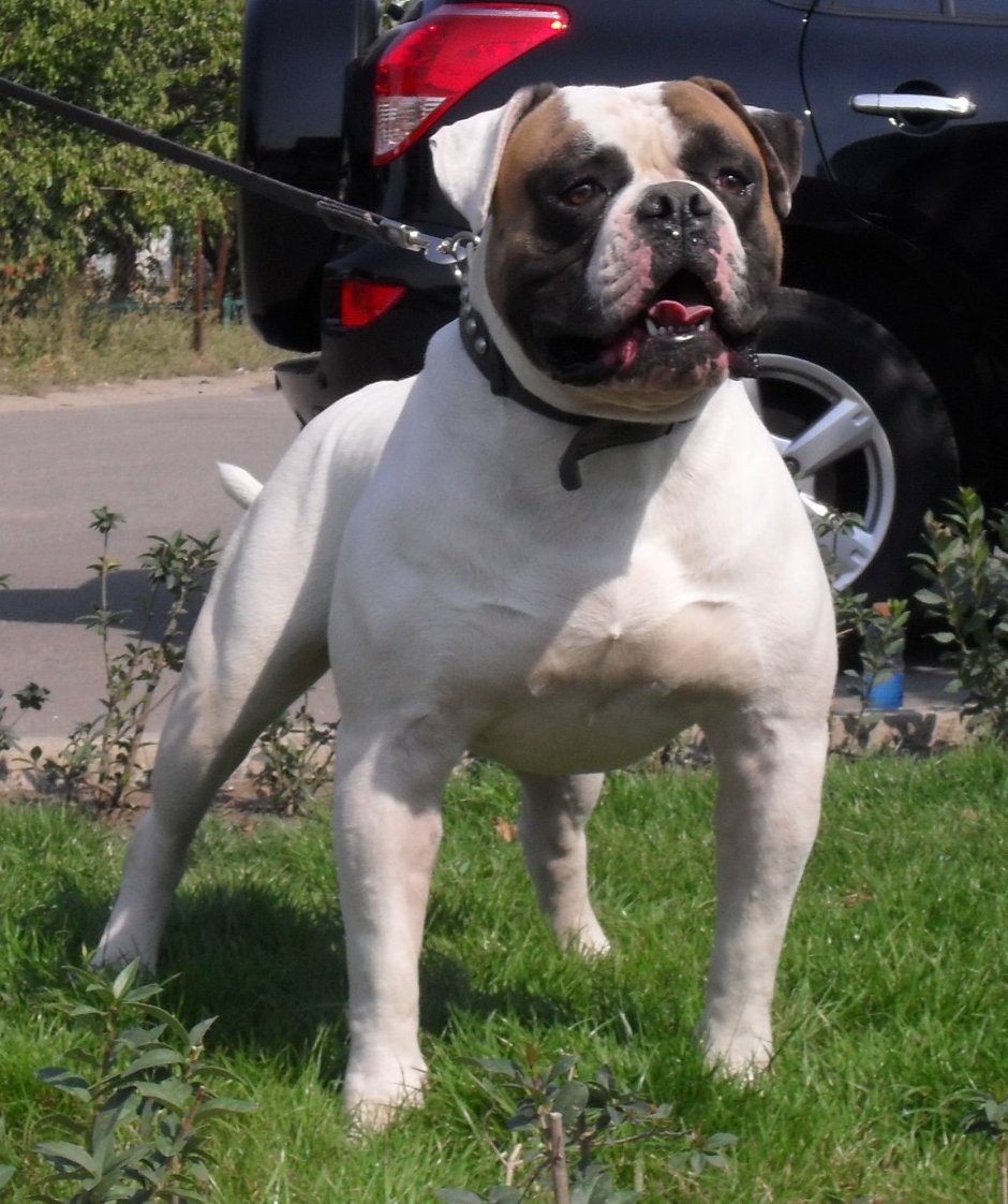 Бульдог Шерлока Холмса