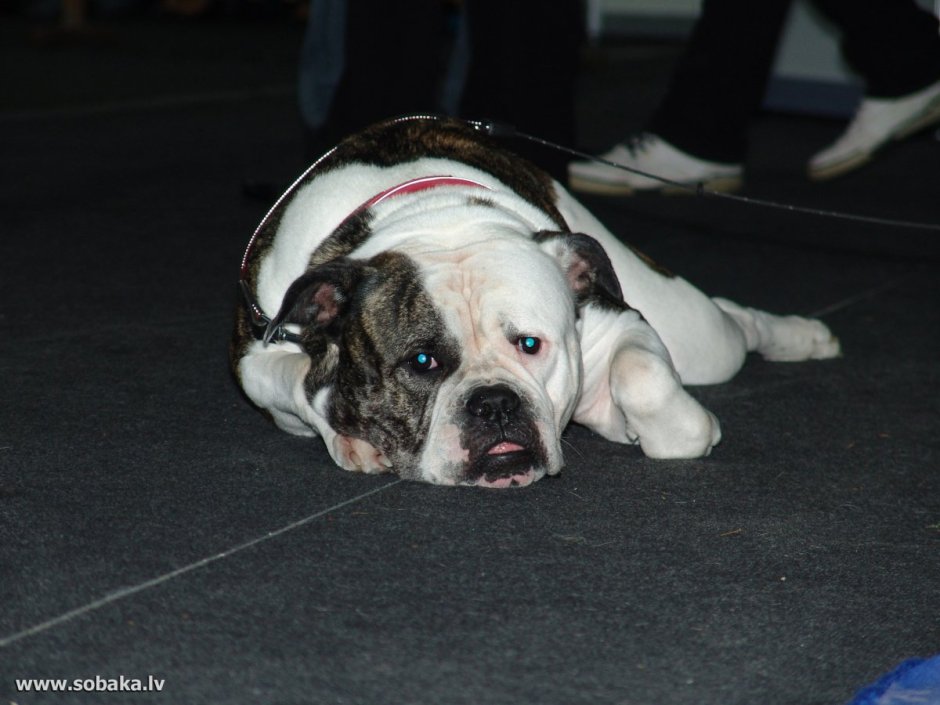 Собаки породы американский бульдог