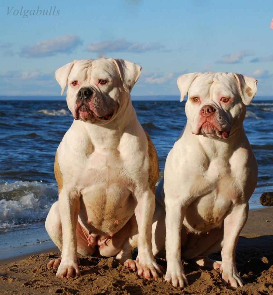 Американский бульдог Гурон