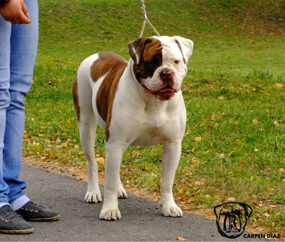 Английский бульдог с клыками