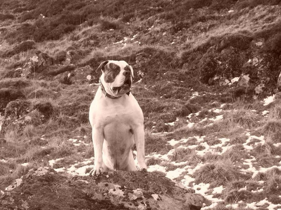 Американский бульдог Тип Джонсона