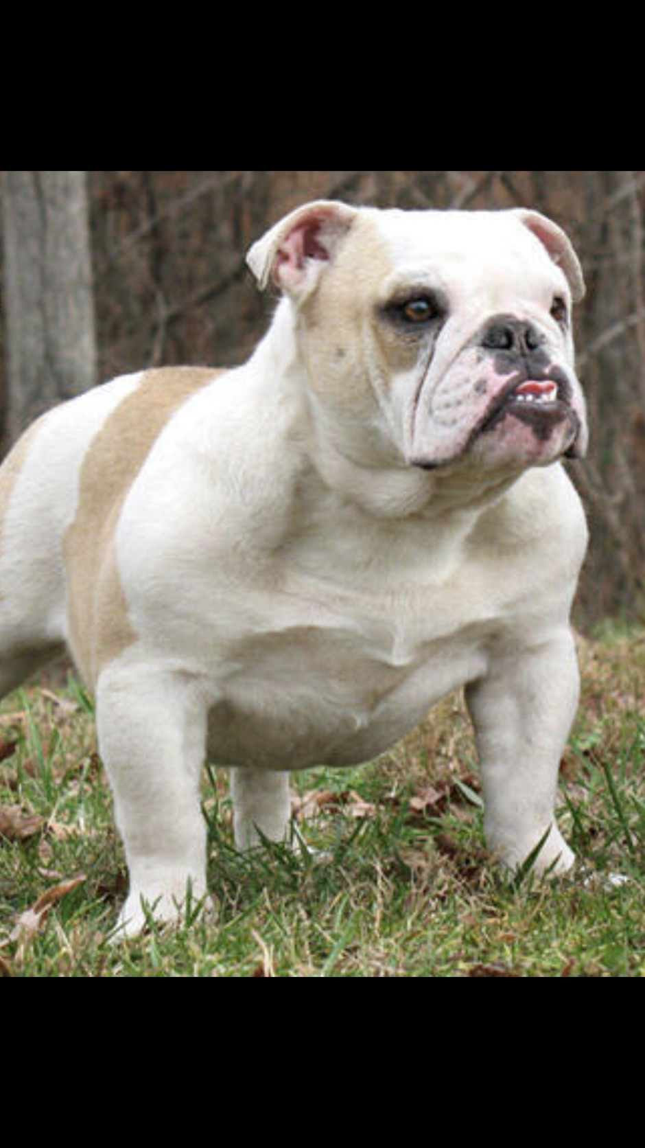 Американский бульдог злой