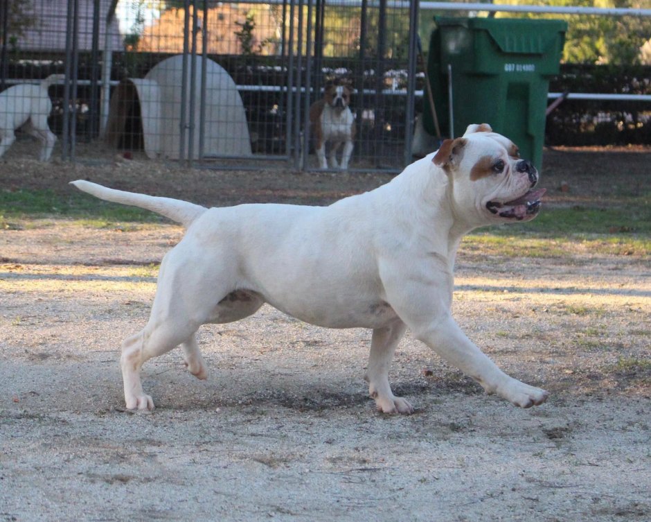 Американский бульдог джонсона