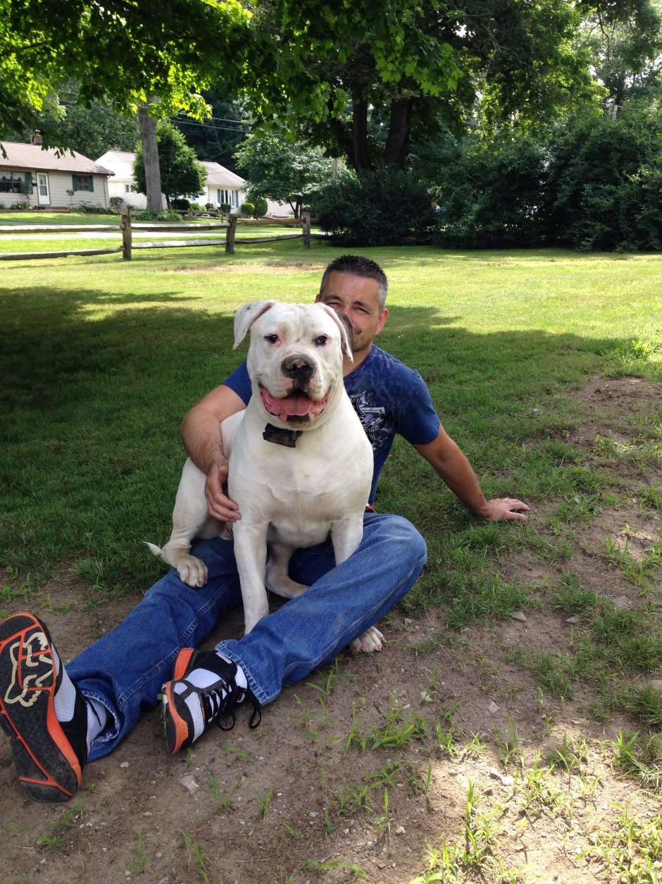 Американский бульдог Тип Скотта