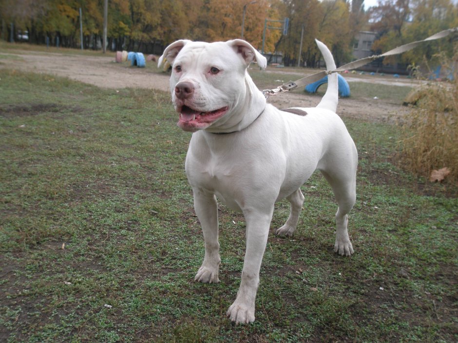 American Bulldog Scott