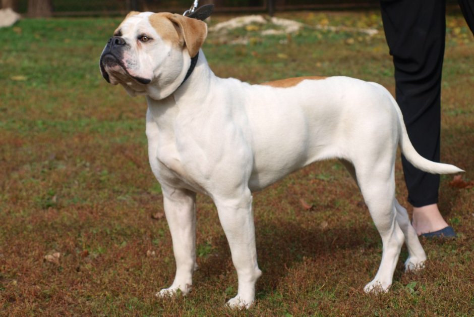 Бульдог американский щенок 1 год