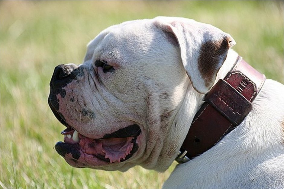 Американский бульдог стандарт