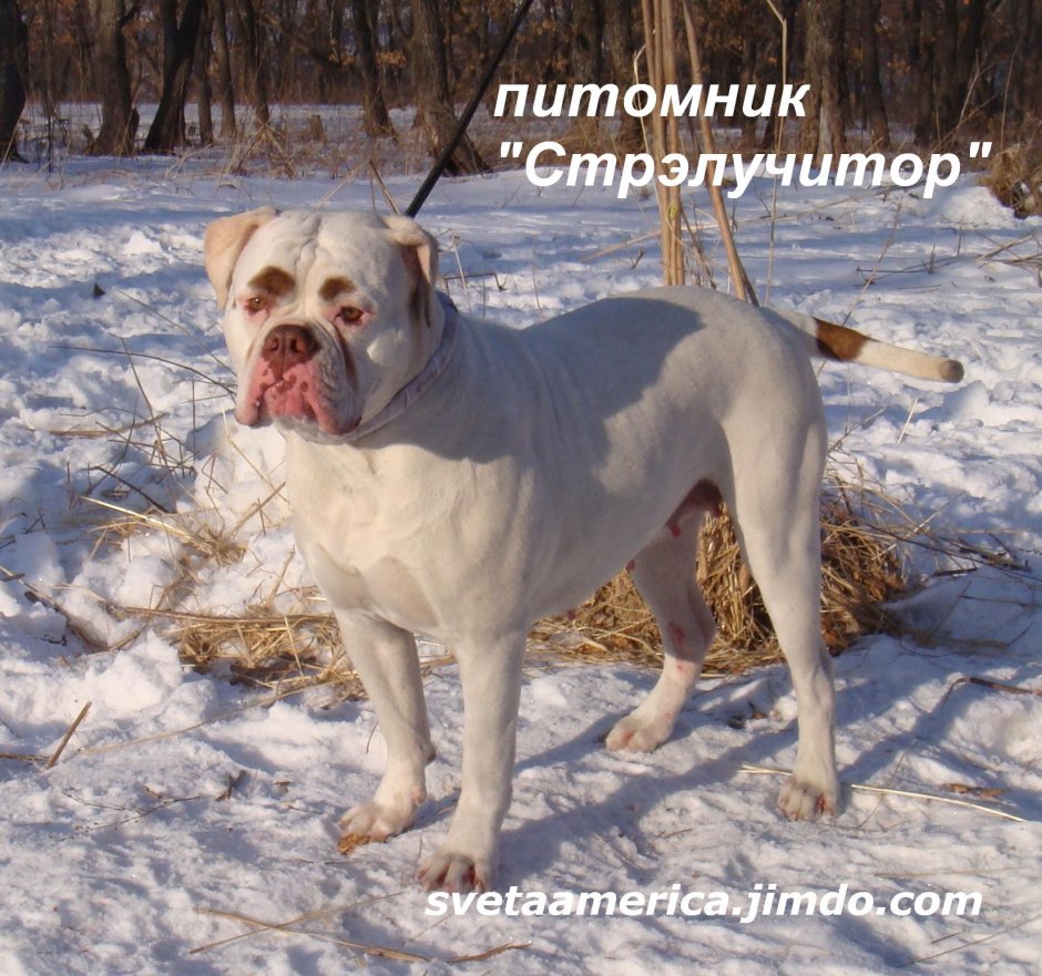 Амбуль и аргентинский дог