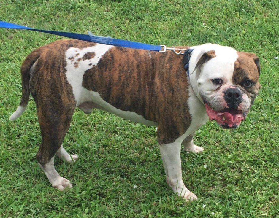 Французский бульдог Дуэйна Джонсона