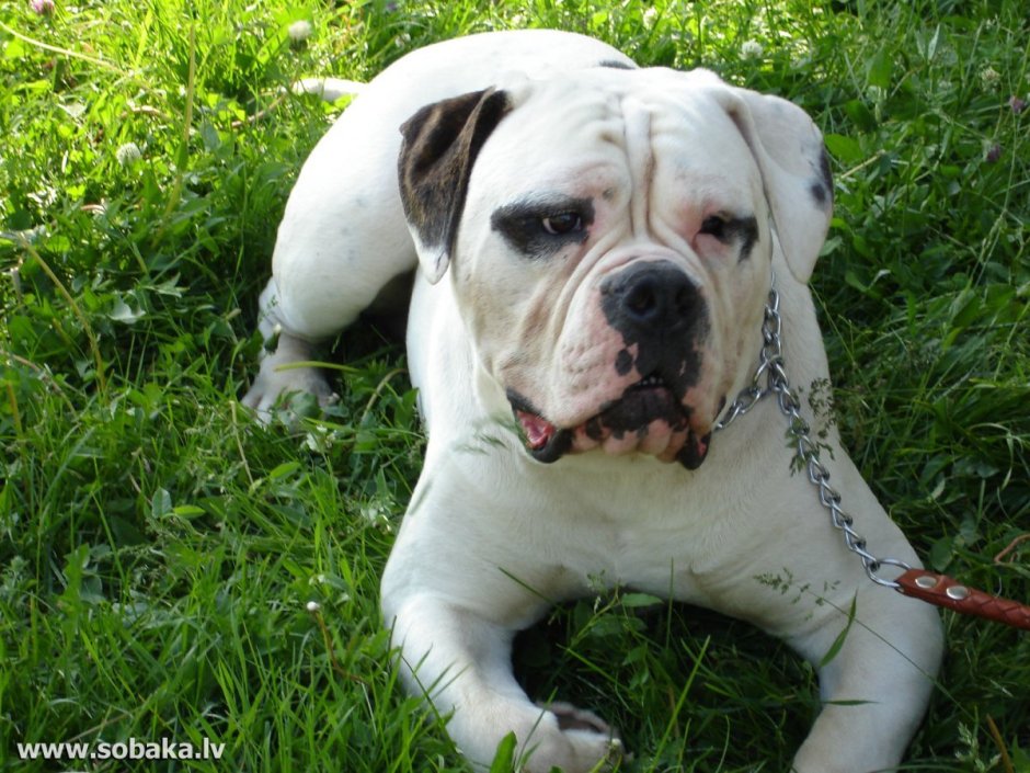 Американский бульдог Джексон и скот