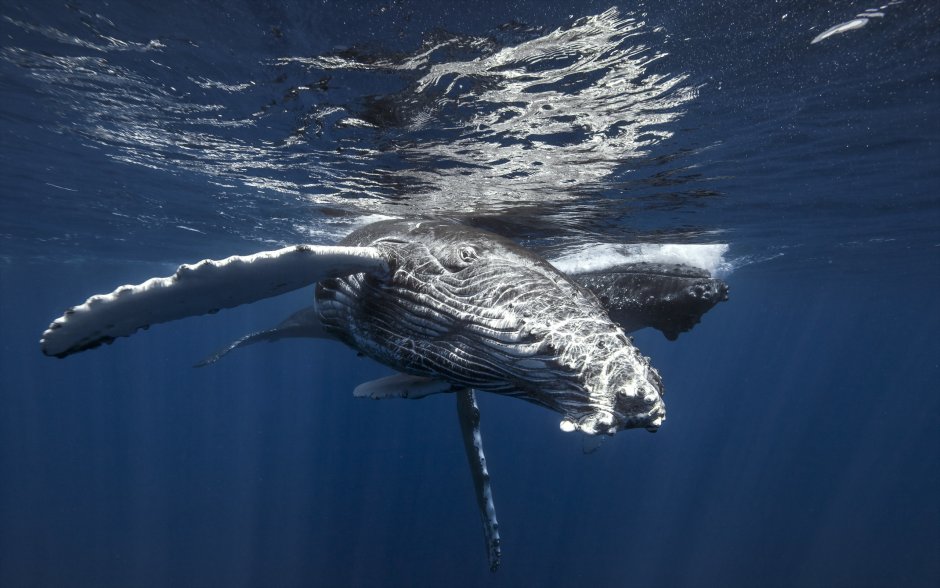 Киты National Geographic