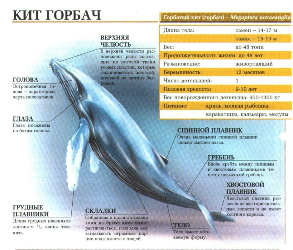 Внутреннее строение синего кита