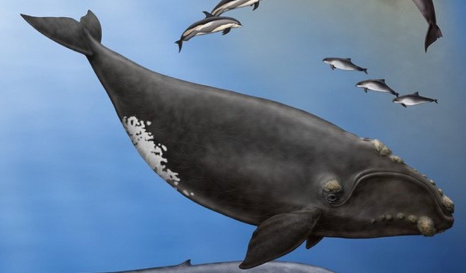 Северный гладкий кит (Eubalaena glacialis)