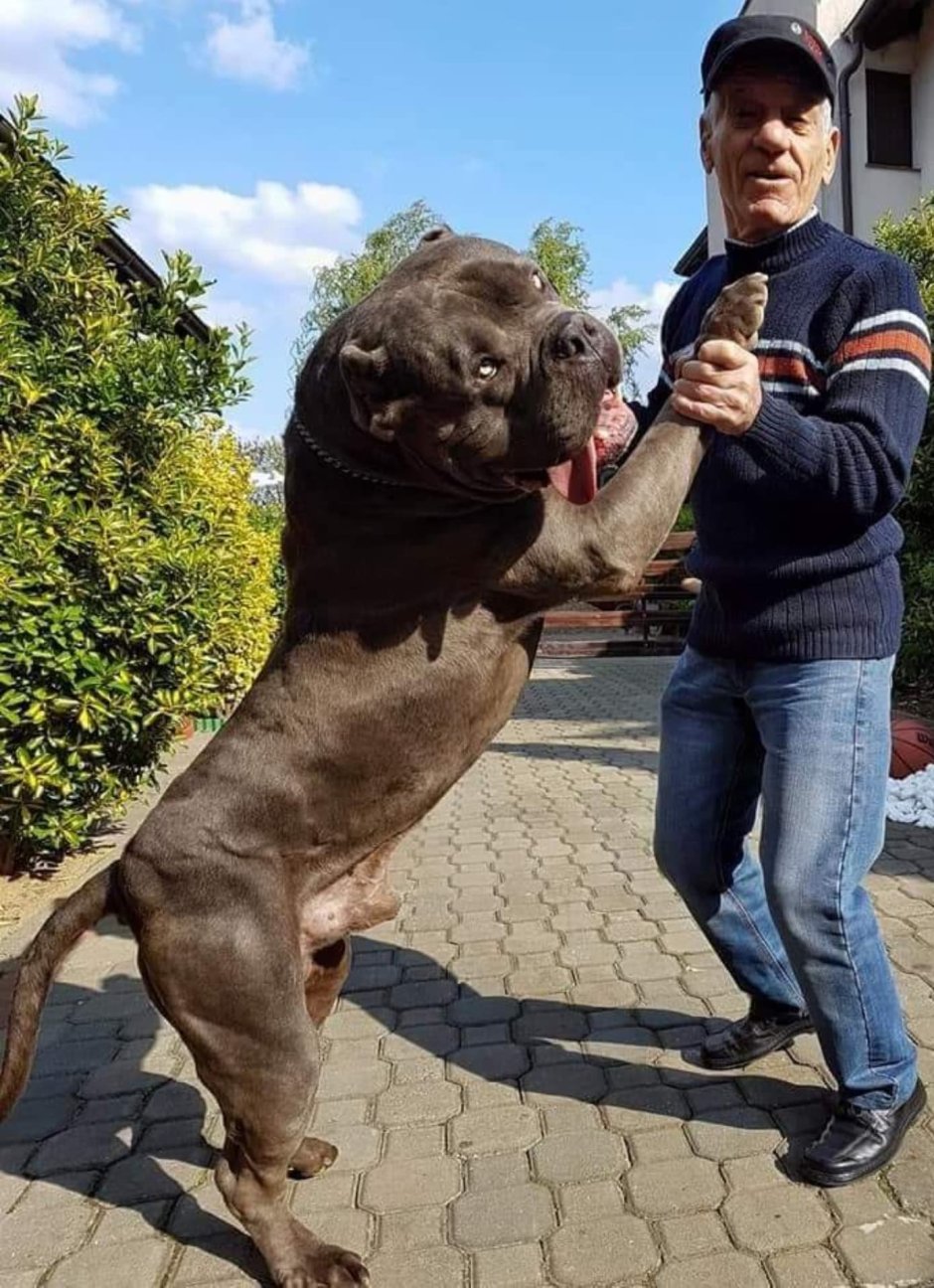 Американский булли гигант