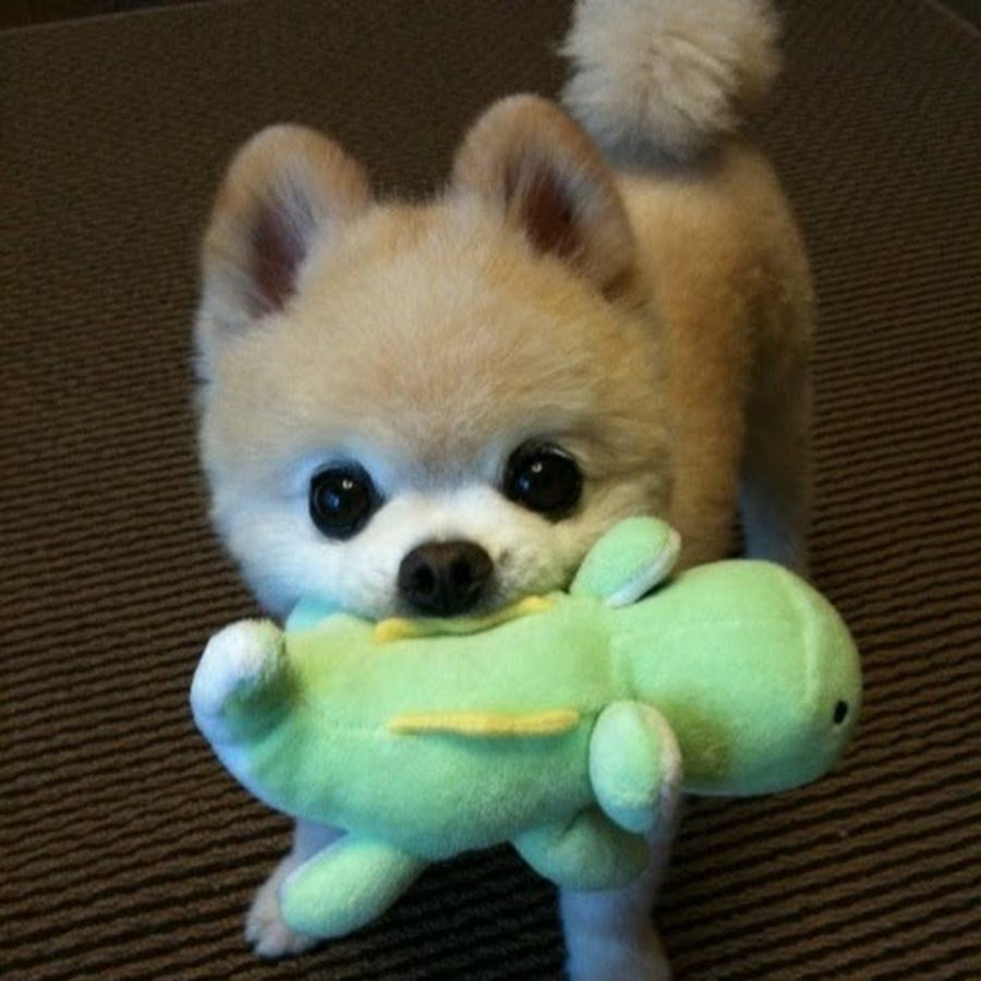 Порода Шунсуке щенят