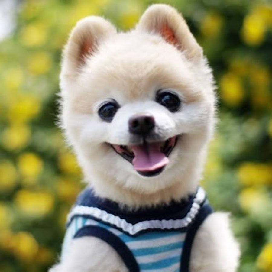 Хироми Шунсуке белый собака