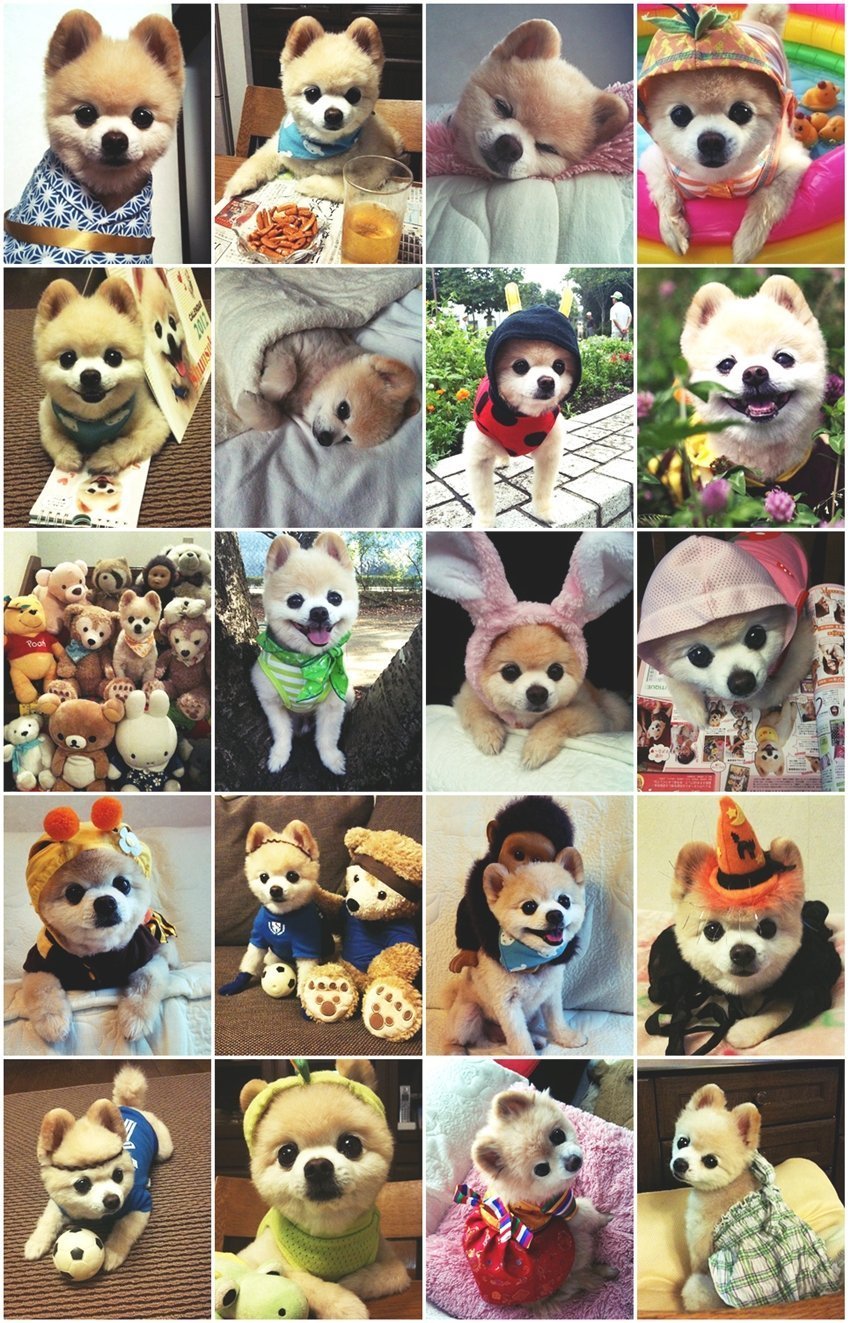 Шиба ину в шапочке