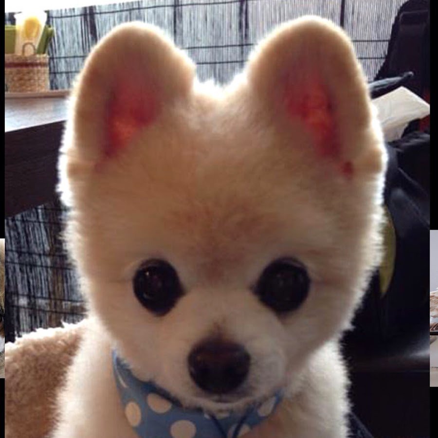 Померанский шпиц корейский