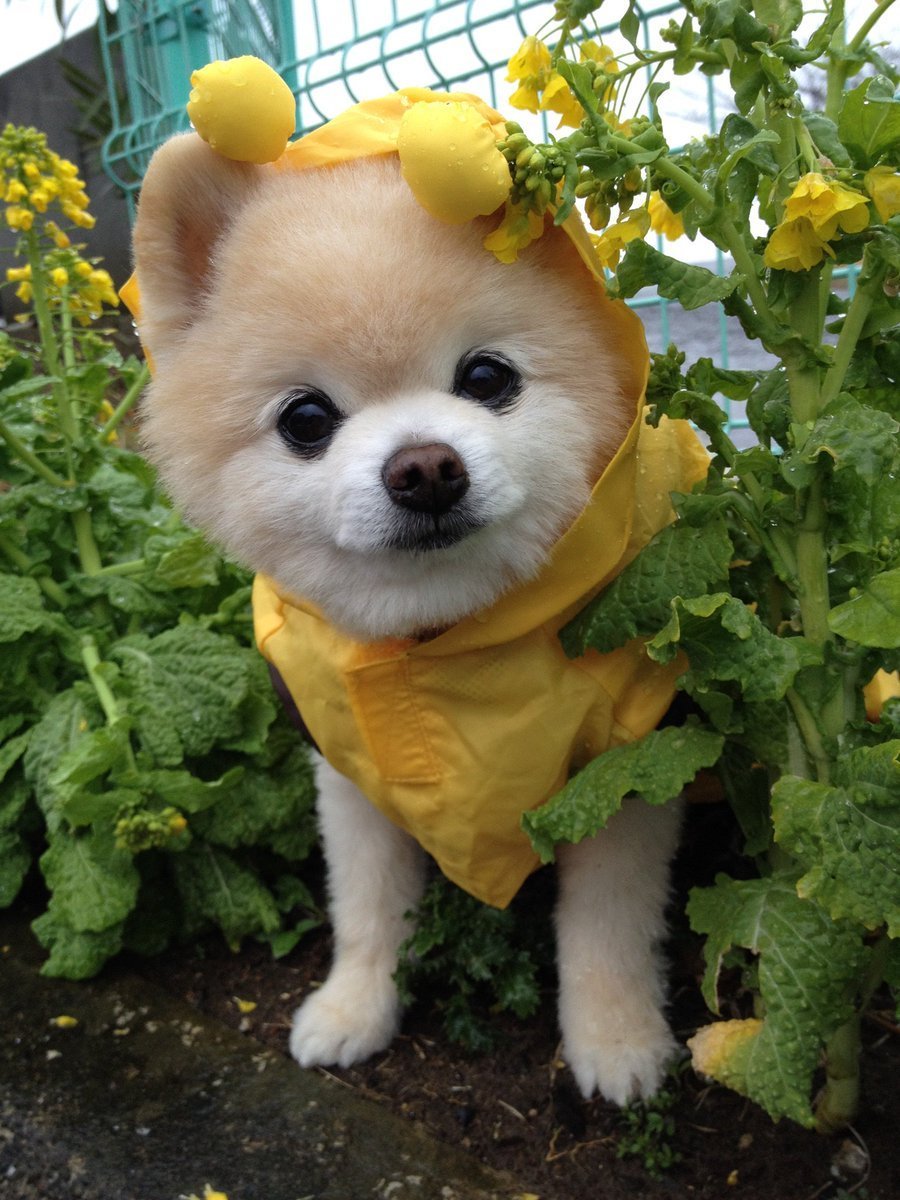 Сиба ину щенок