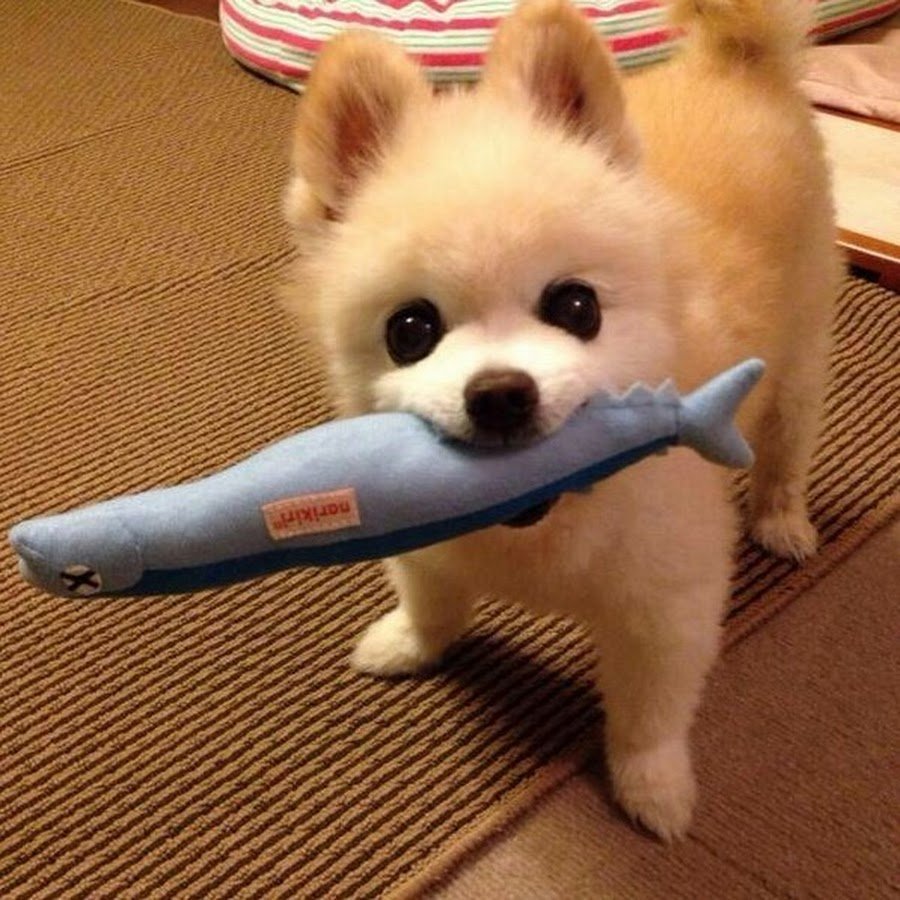 Шпиц Шунсуке белый карманный