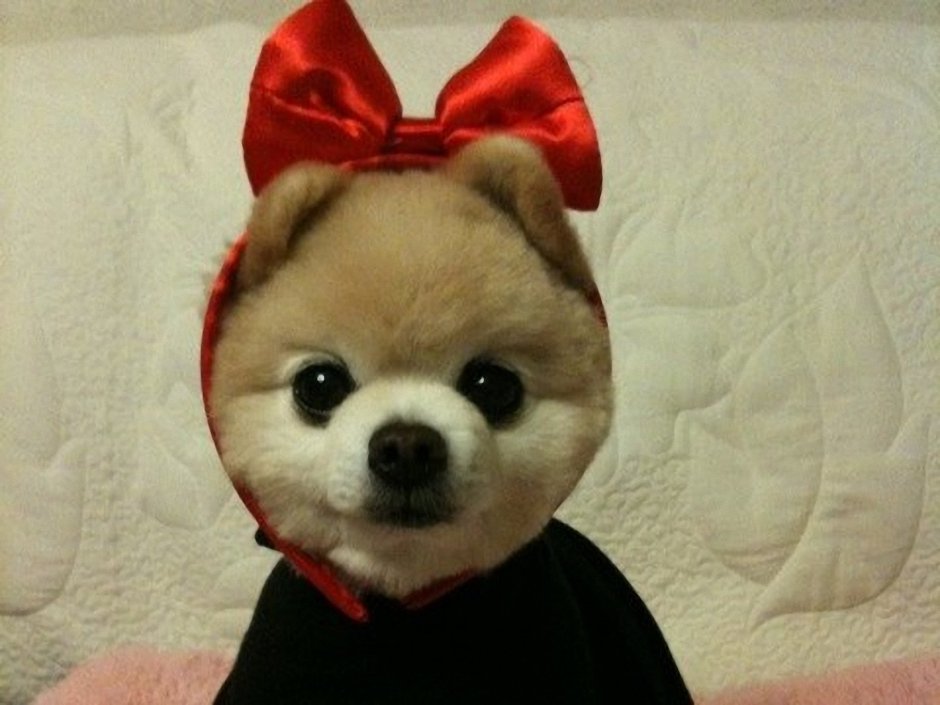 Шунсуке самый очаровательный пес Японии