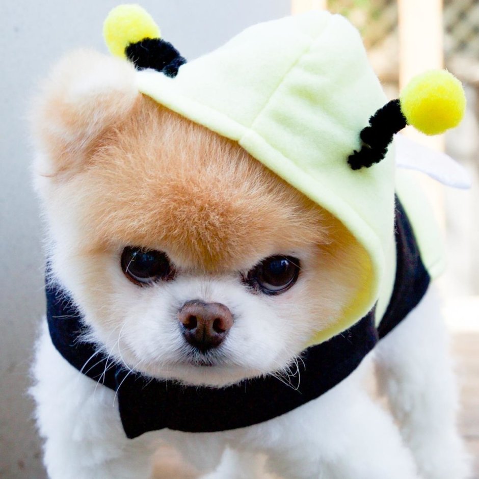 Японская собака Шунсуке