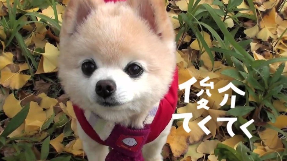 Шпиц померанский карликовый