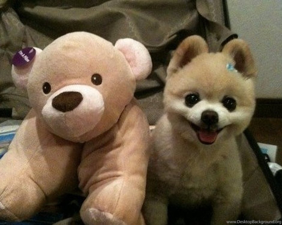 Померанский шпиц Шунсуке