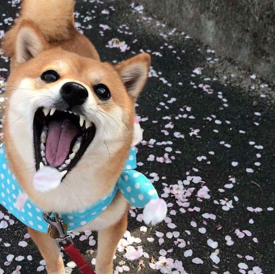 Крутая ава собака Дево