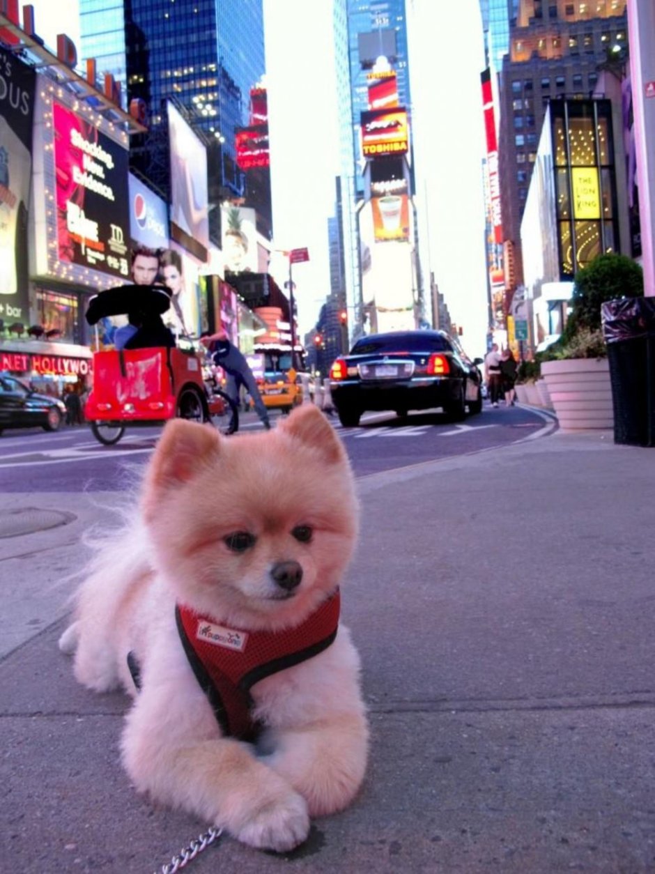 Померанский шпиц Boo